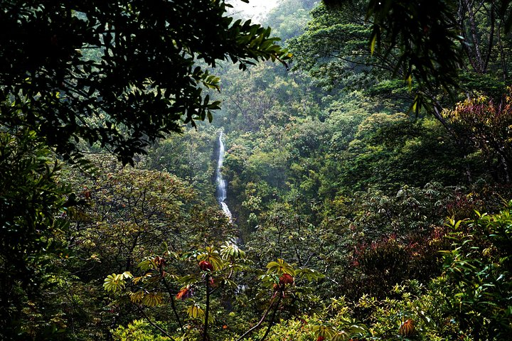 Listen to the sound of water cascading through the lush Manoa Valley.